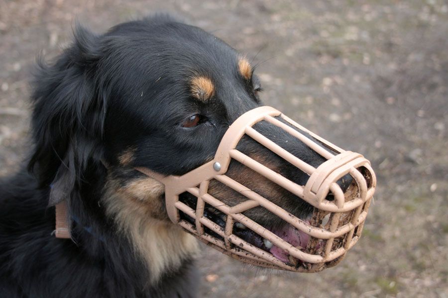 black dog wearing a basket muzzle