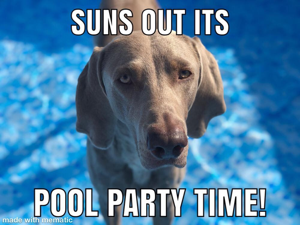 Weimaraner dog standing in a swimming pool in the summer 