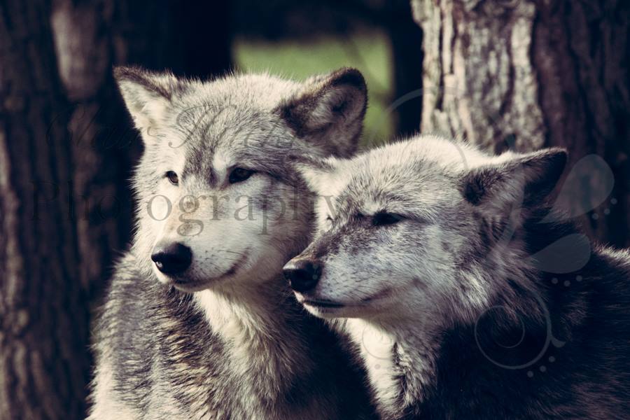 two grey wolves standing in a woodland