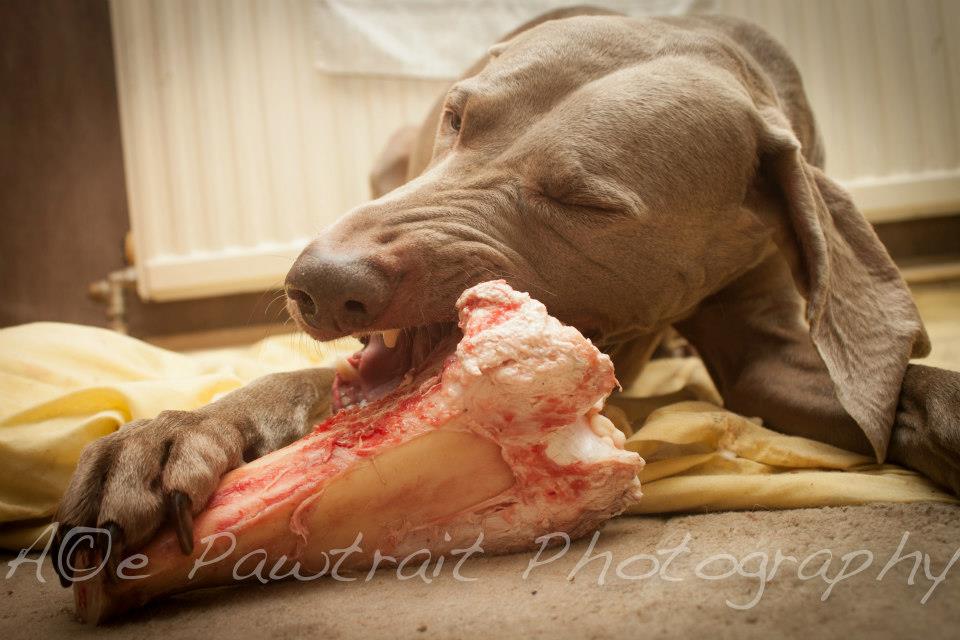 Weimaraner dog eating a raw meaty bone