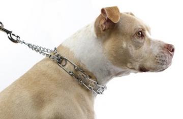 terrier dog in a prong collar