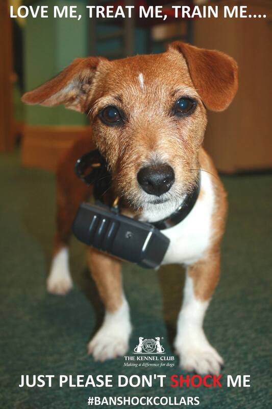 terrier dog wearing an electric shock collar 