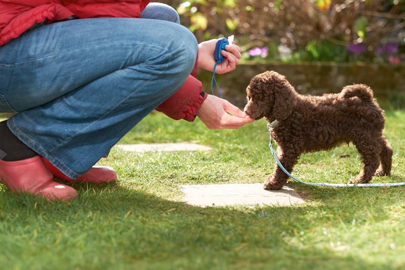 chocolate colour puppy taking a treat from a human owner in a garden in the summer 