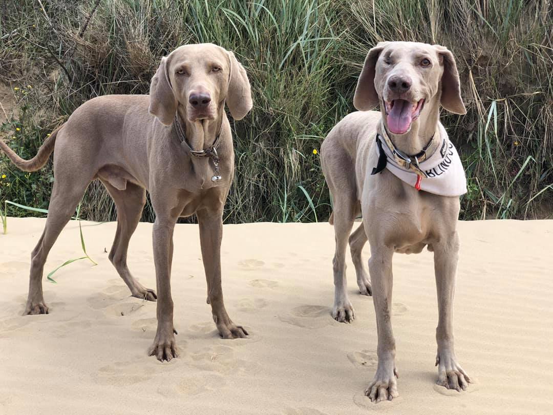 photograph of two weimaraners on a beach 
