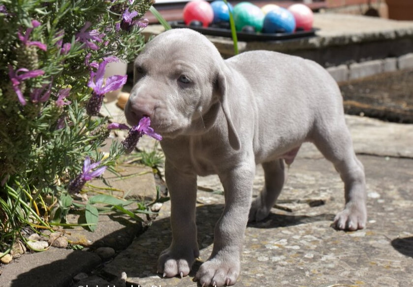 Weimaraner puppy sniffing a purple flower on a sunny day 