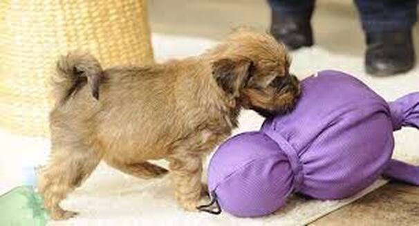 Terrier puppy sniffing a purple toy