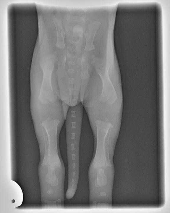 X-ray image of a two week old puppy skeleton