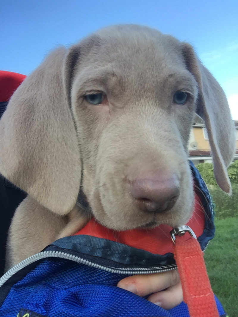 Weimaraner puppy being carried in a back by it's owner in the sunshine 