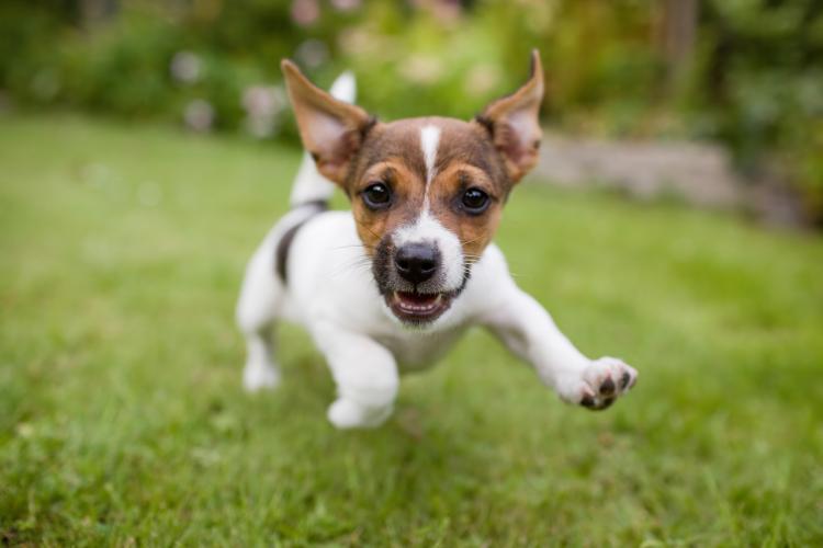 Terrier puppy running and playing